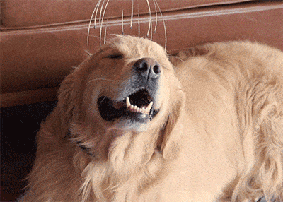 Animate picture of a visibly happy dog getting a head massage